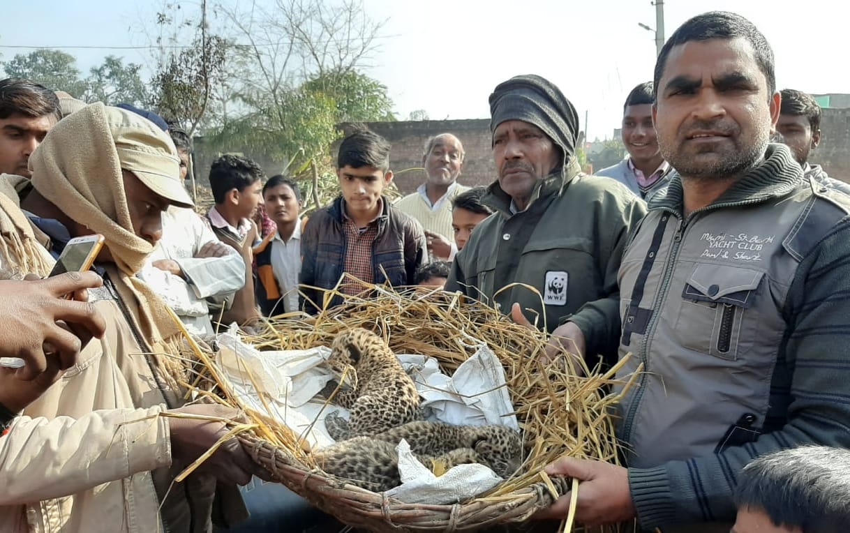 Guldar abandoned three cubs in Bhogali village