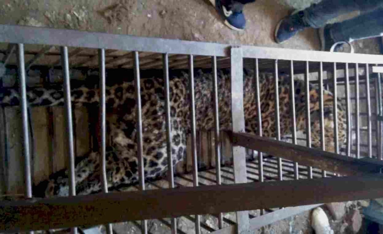 Forest personnel rescued injured Guldar