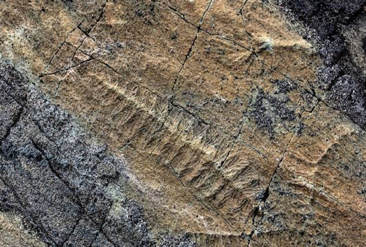 mysterious place on Earth where strange creatures lived 60 crore years ago
