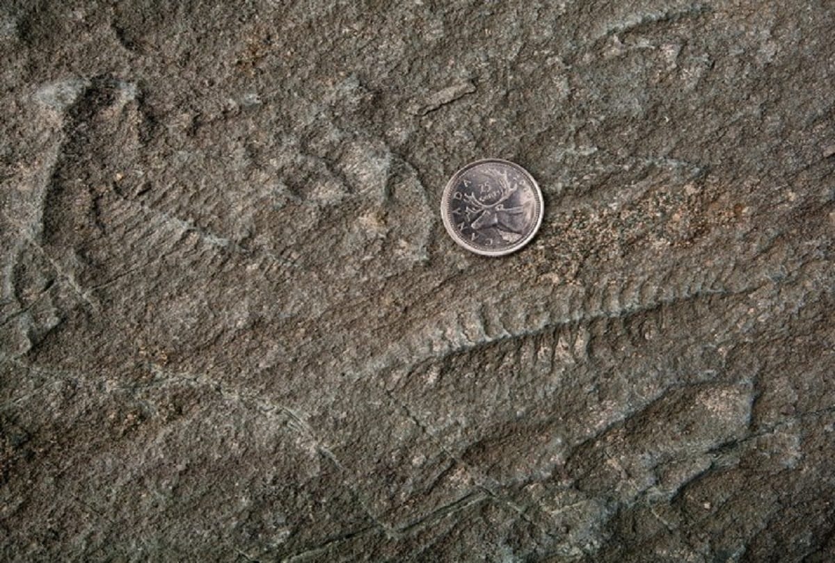 mysterious place on Earth where strange creatures lived 60 crore years ago