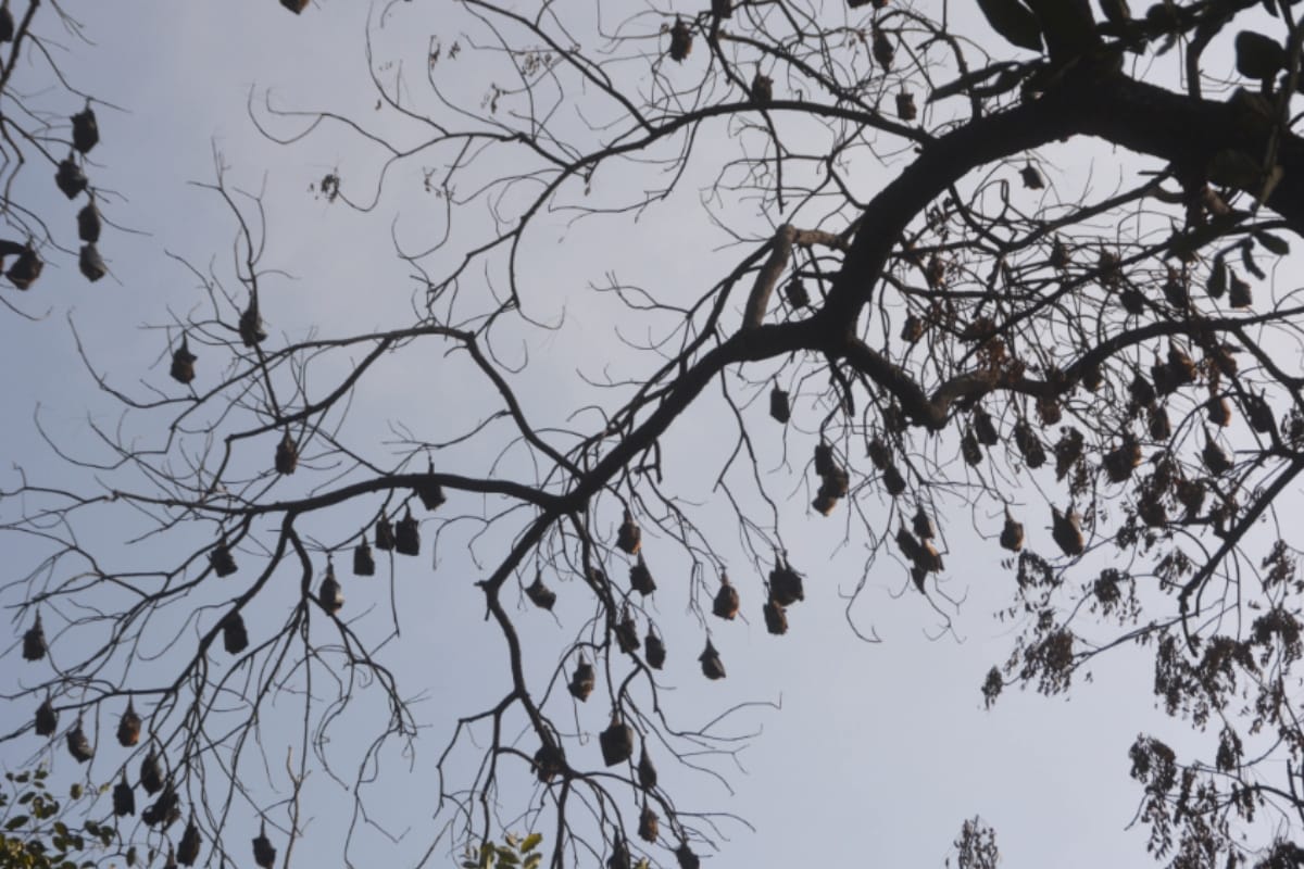 bat temples in bihar village worship bats even in time of covid 19