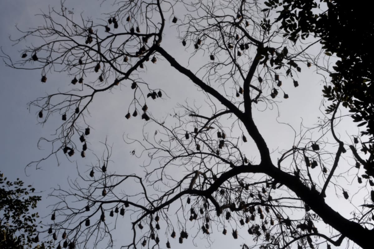 Hundreds of bats are hanging on trees in the civil line of Meerut, pictures will shock you