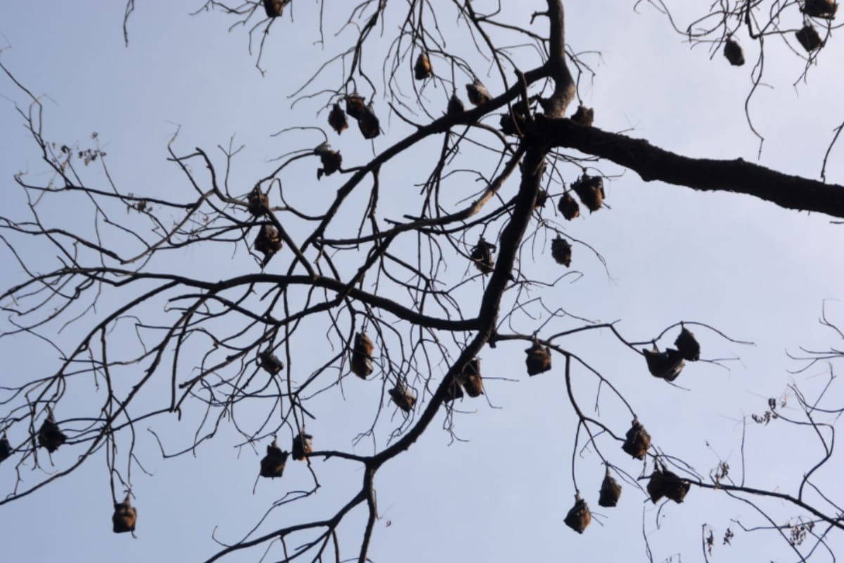 bat temples in bihar village worship bats even in time of covid 19