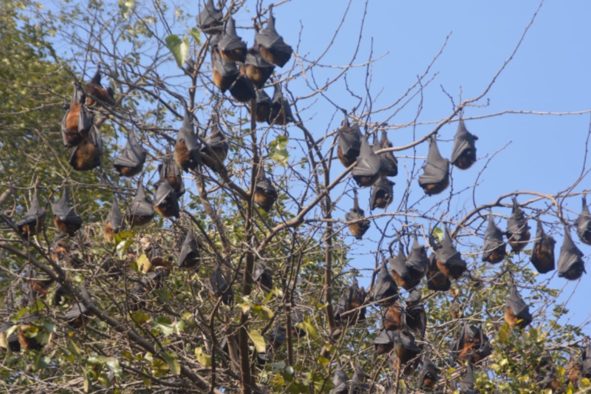 bat temples in bihar village worship bats even in time of covid 19