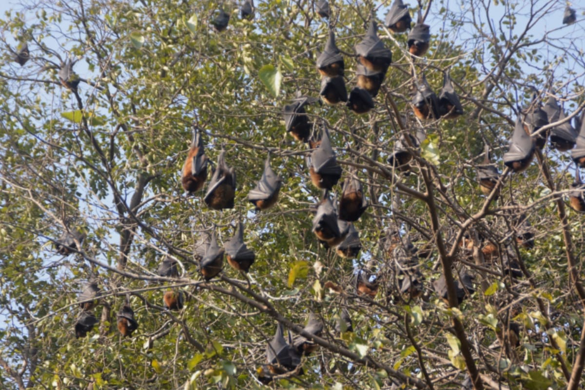 bat temples in bihar village worship bats even in time of covid 19