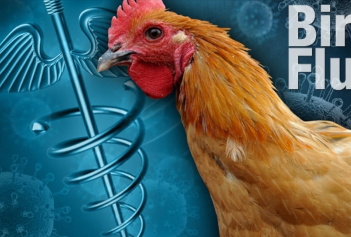 Prices of hens increased after reservation list of Panchayats is released