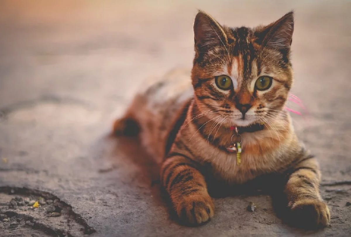 First case of Covid-19 infection in pet cat detected in Britain