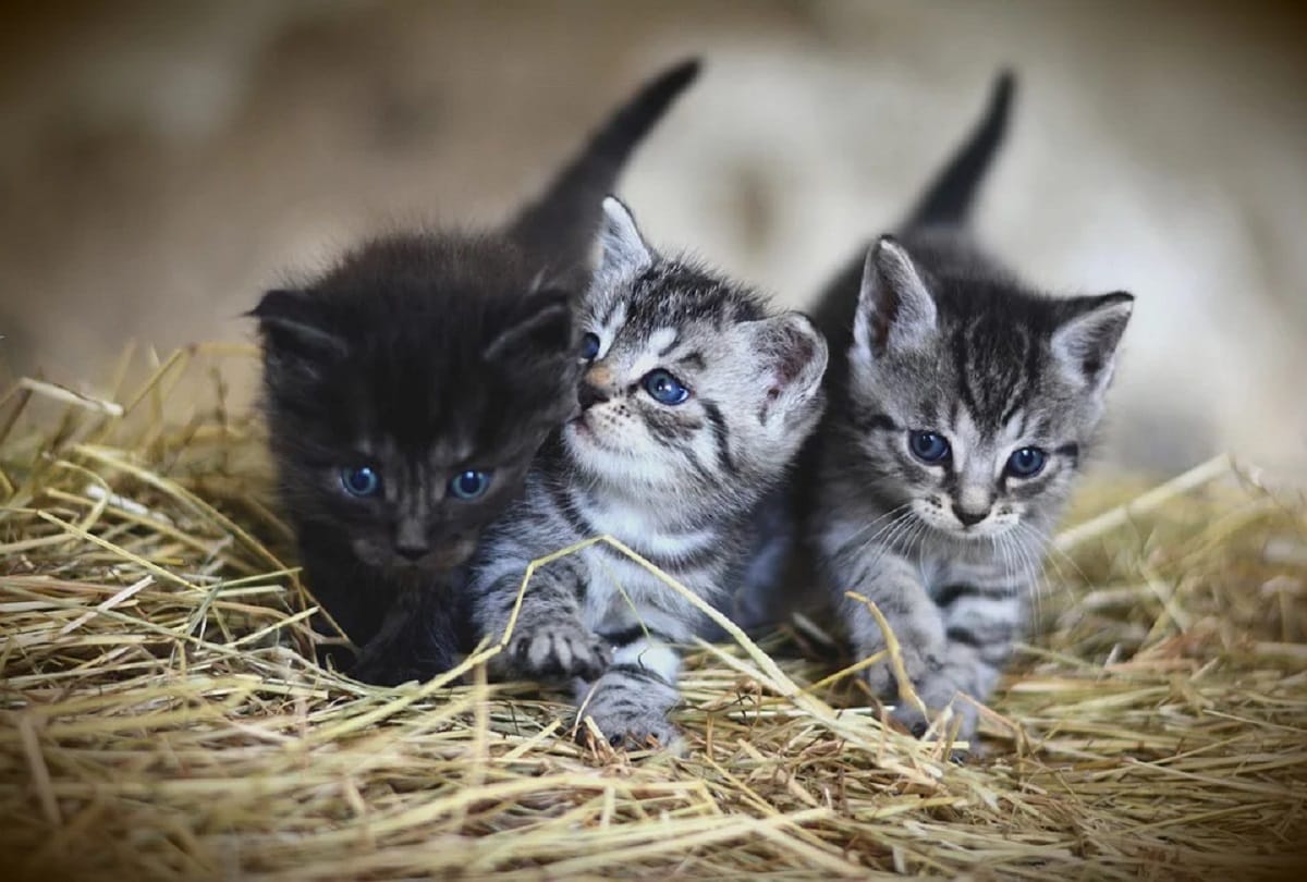 Croydon Cat Serial Killer who killed more than 400 cats and various other animals across England