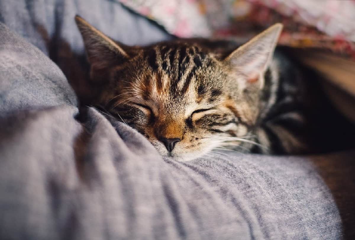 Coronavirus new study in wuhan says More cats may have Covid 19 than believed