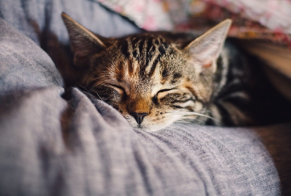 Croydon Cat Serial Killer who killed more than 400 cats and various other animals across England