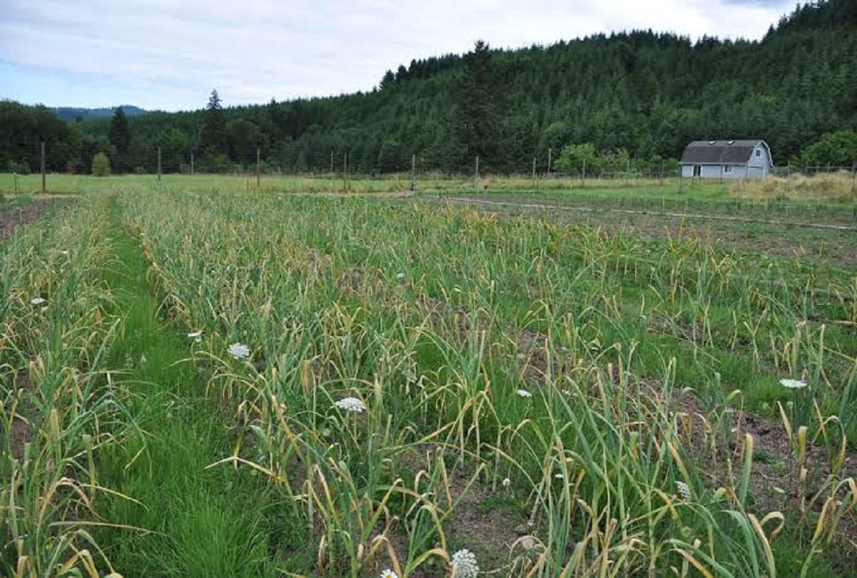 kullu in second rank for garlic farming in himachal pradesh