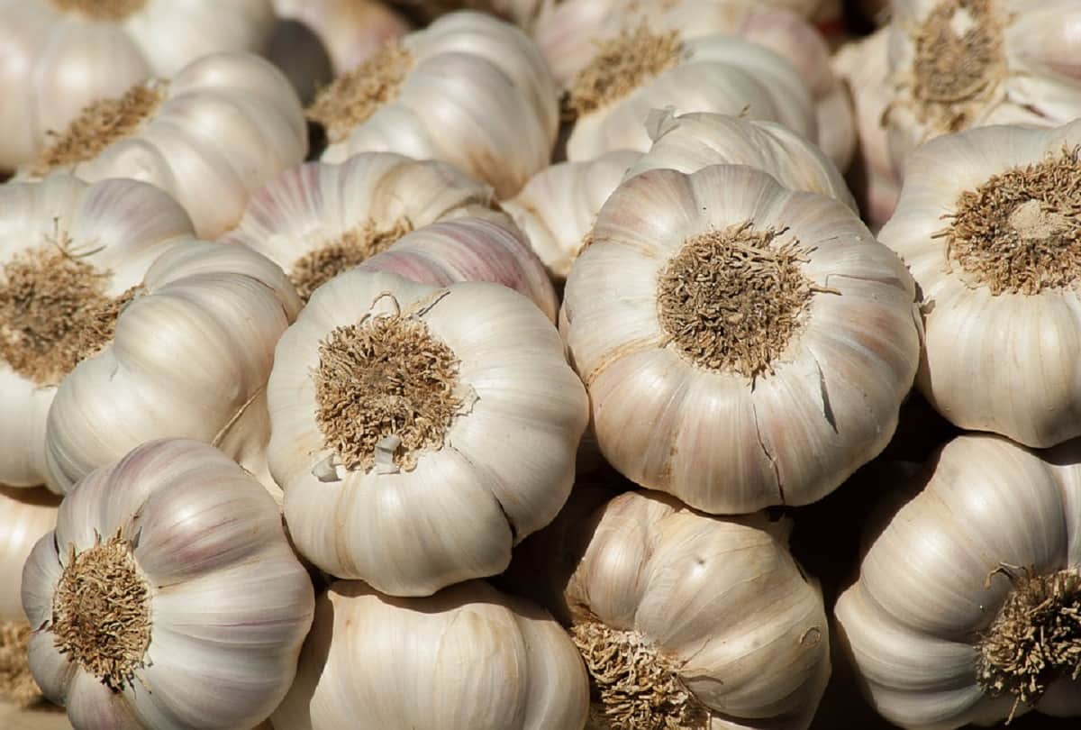 Know the benefits of eating garlic on an empty stomach?