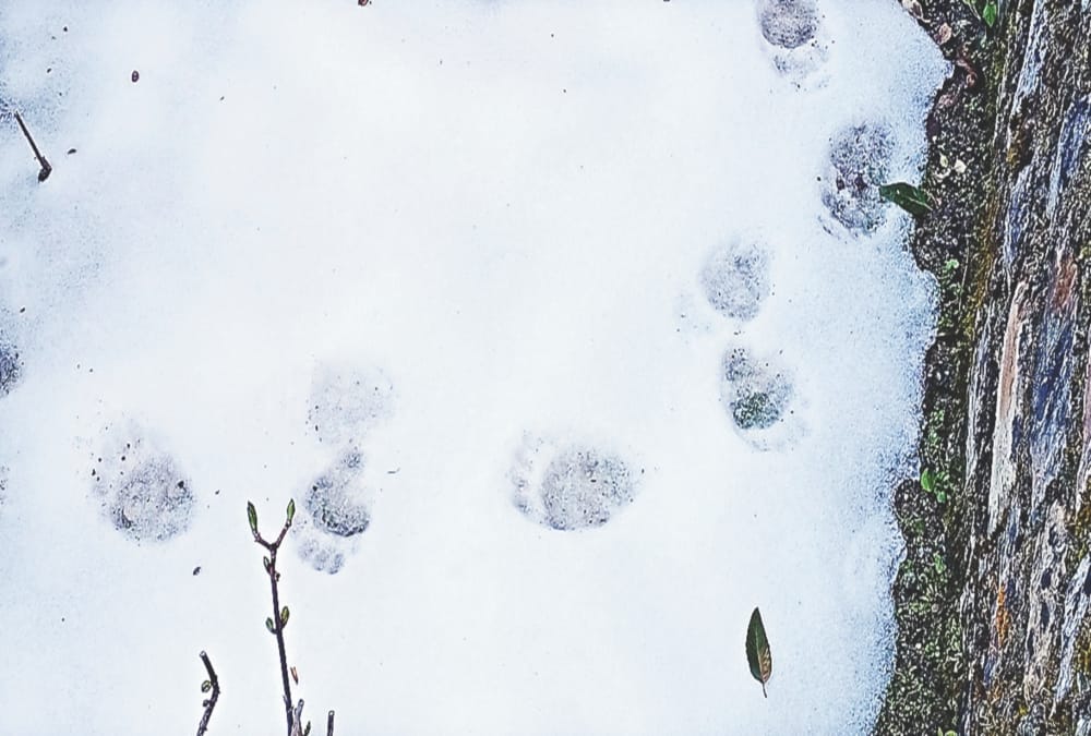 Bear Footprint Found near lbs Academy in Mussoorie Public in  fear