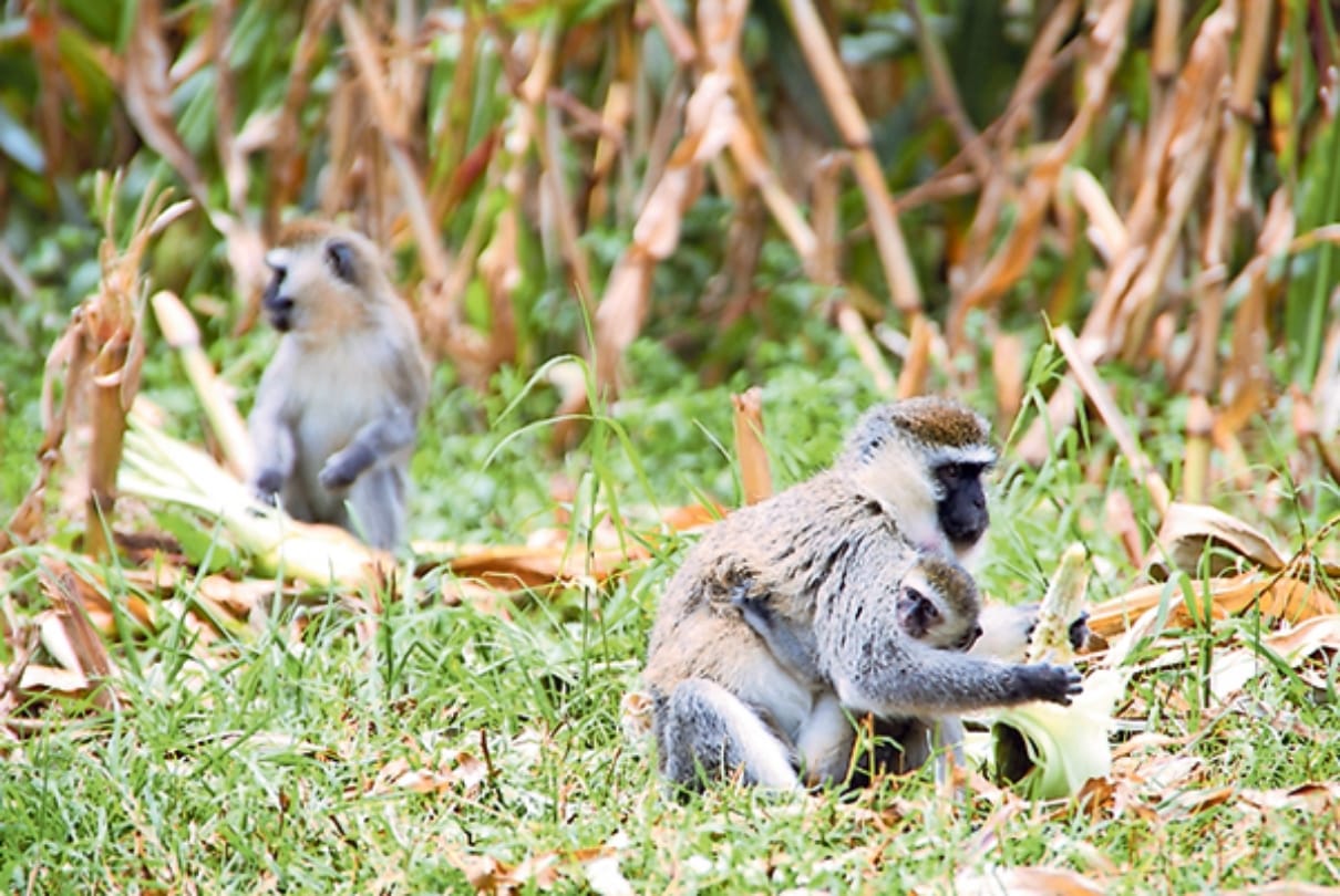Aligarh Khair news many monkeys found unconscious and dead in ground