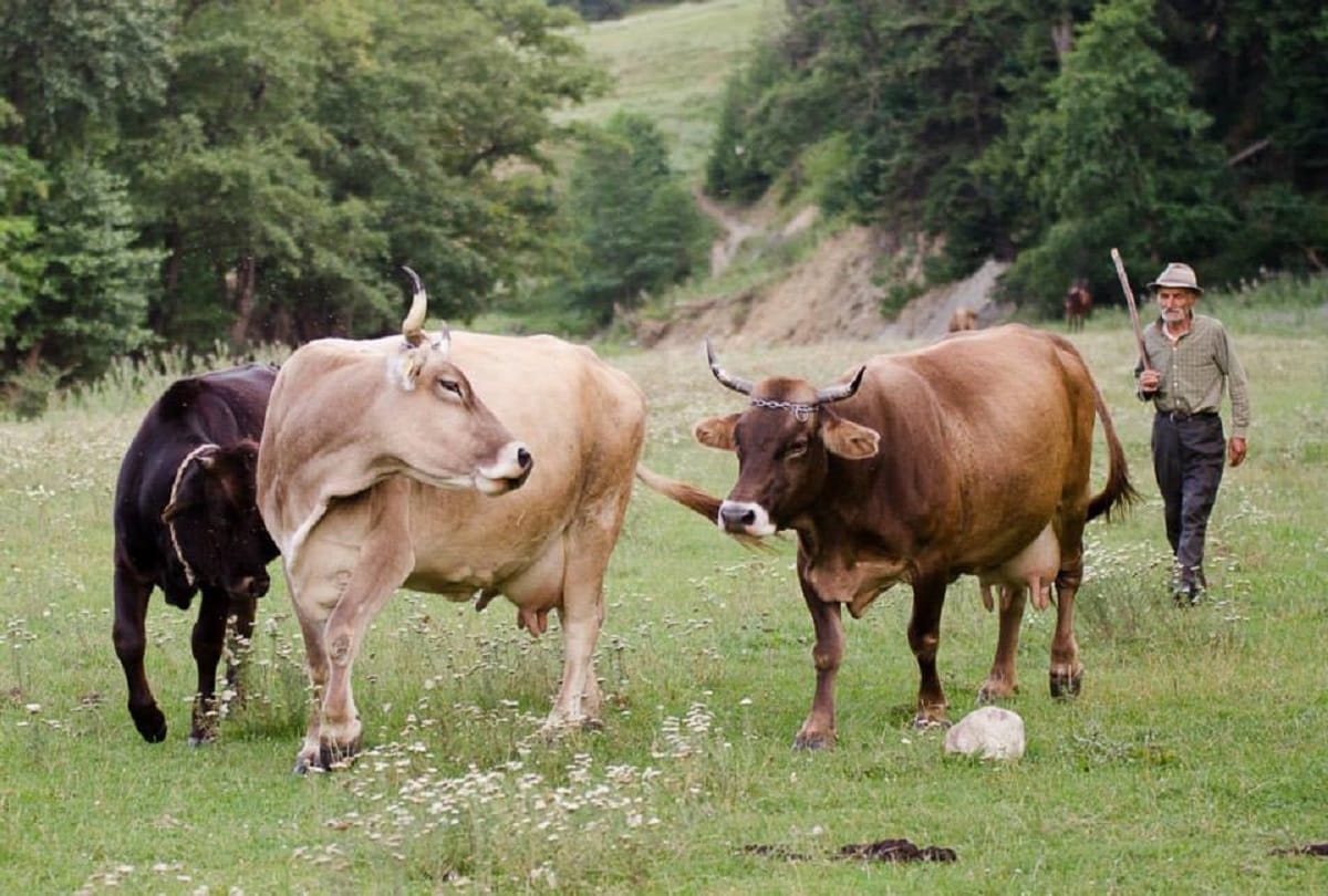Cow science exam postponed, know gau vigyan exam new date exam schedule