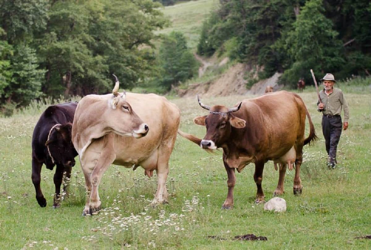 Central Animal Husbandry Department india organising a test types of cows in india knowledge information about cow in hindi