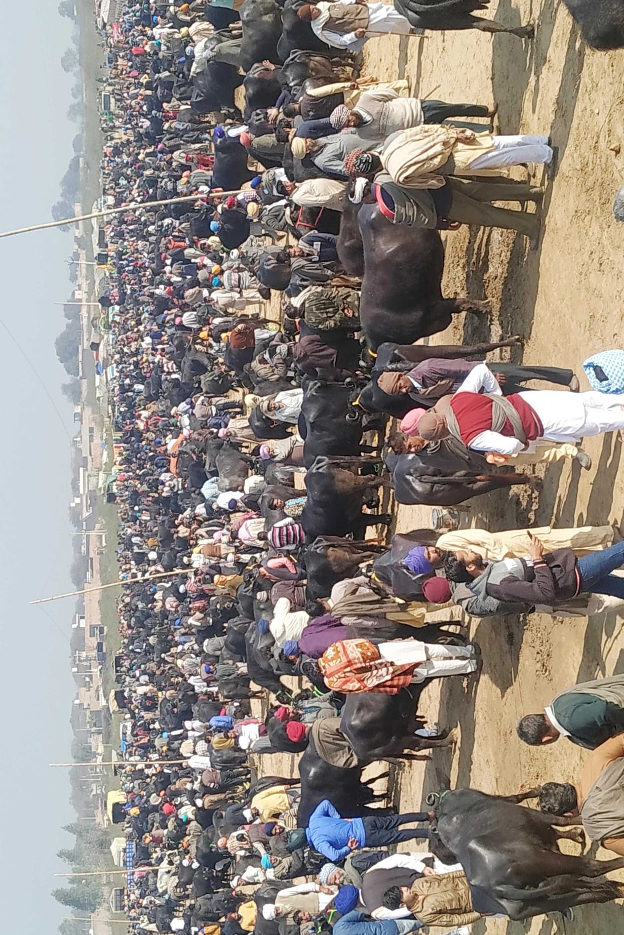 there is an atmosphere of chaos in the cattle fair of village faggu