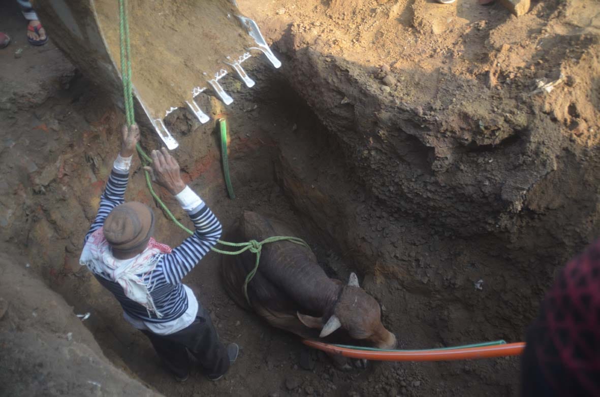 animal fall down in a pit