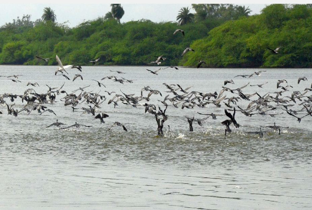Master plan of eco-sensitive zone will be made for sur sarovar bird sanctuary agra