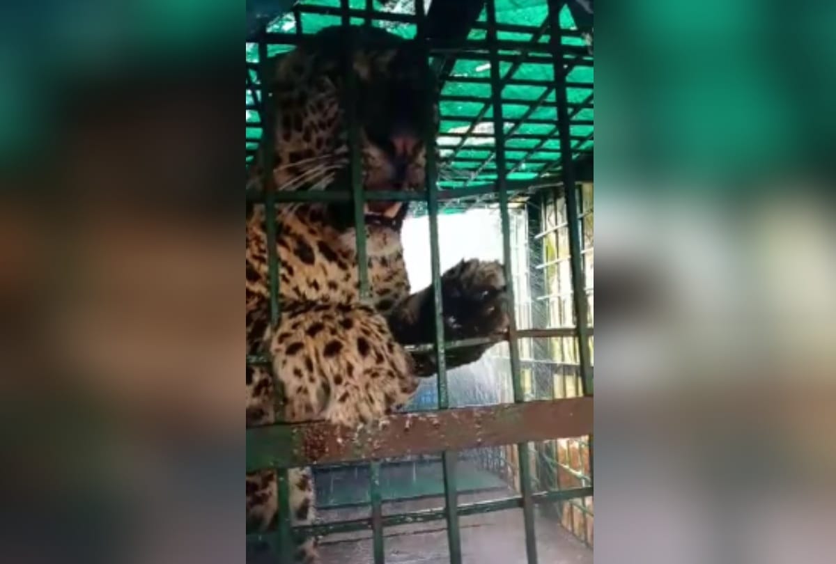 Bahraich: Leopard enters village and injures three villagers
