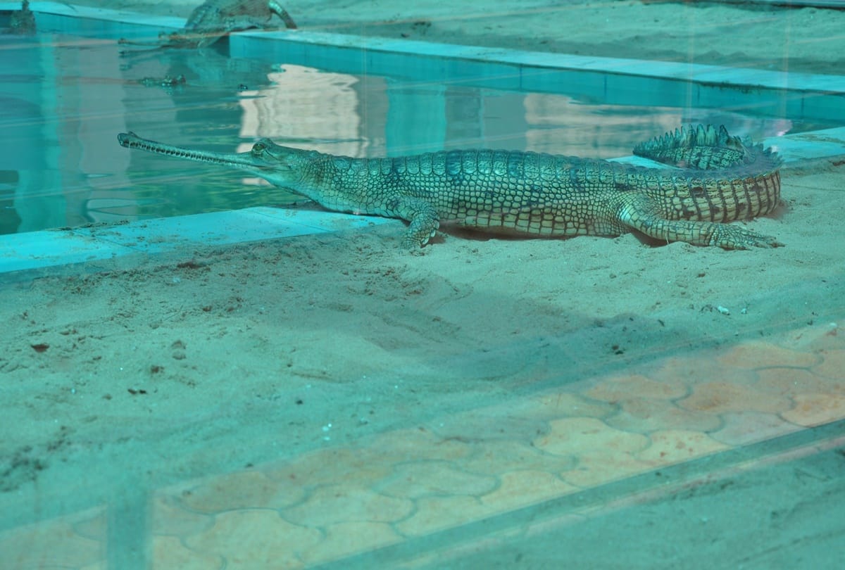 Madhya Pradesh got Gharial state Status after tiger state