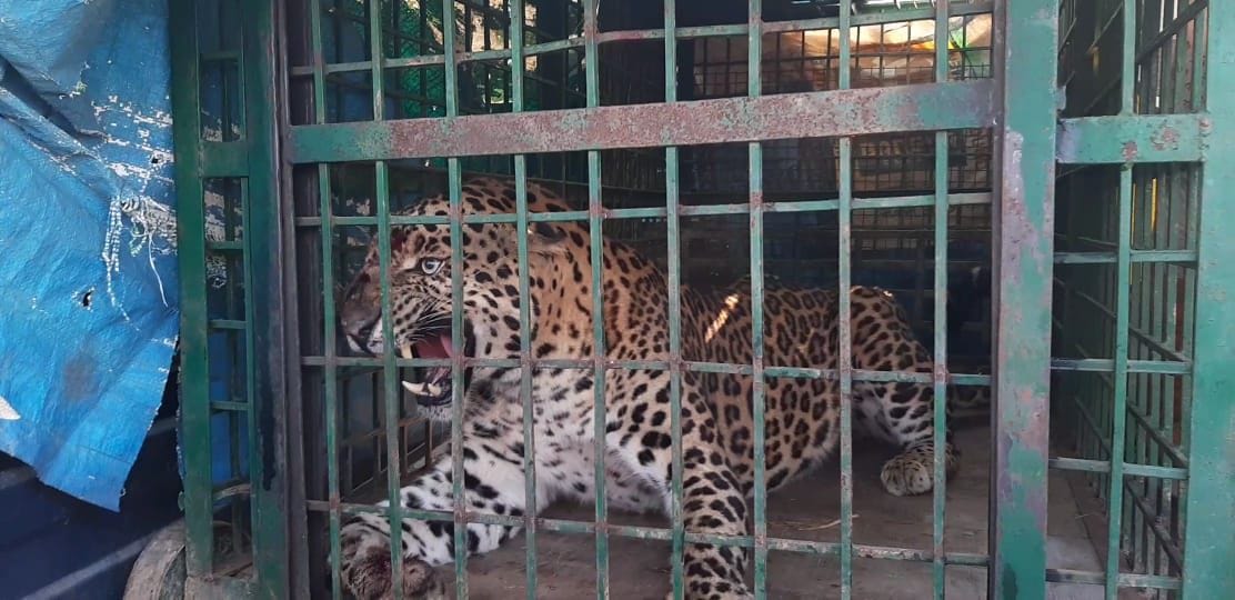 Leopard enters village, injures four villagers