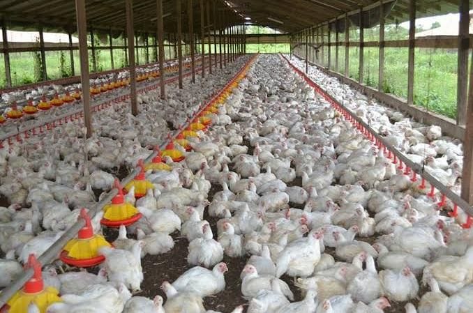 Alert on the possibility of bird flu, five teams formed