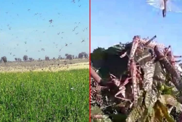 Locust Attack In Punjab, High Alert in Indo Pak Border Near Villages