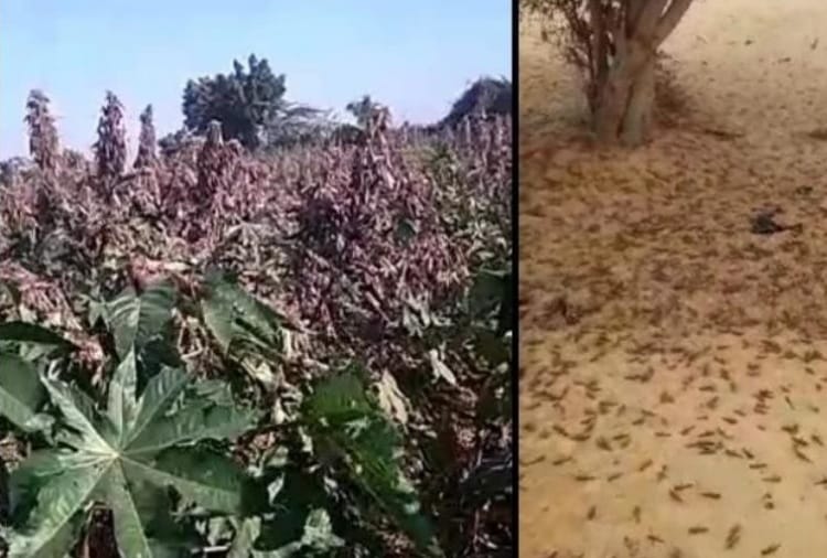 Locust Attack In Punjab, High Alert in Indo Pak Border Near Villages