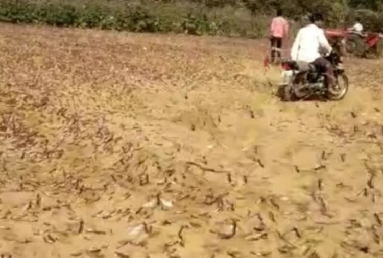 Locust Attack In Punjab, High Alert in Indo Pak Border Near Villages