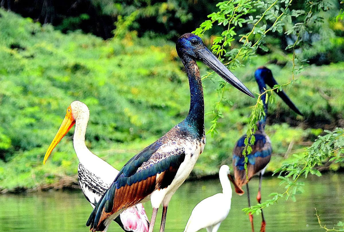 Development of 20 lakes in Delhi will be as per international standards, formation of grievance redressal committee