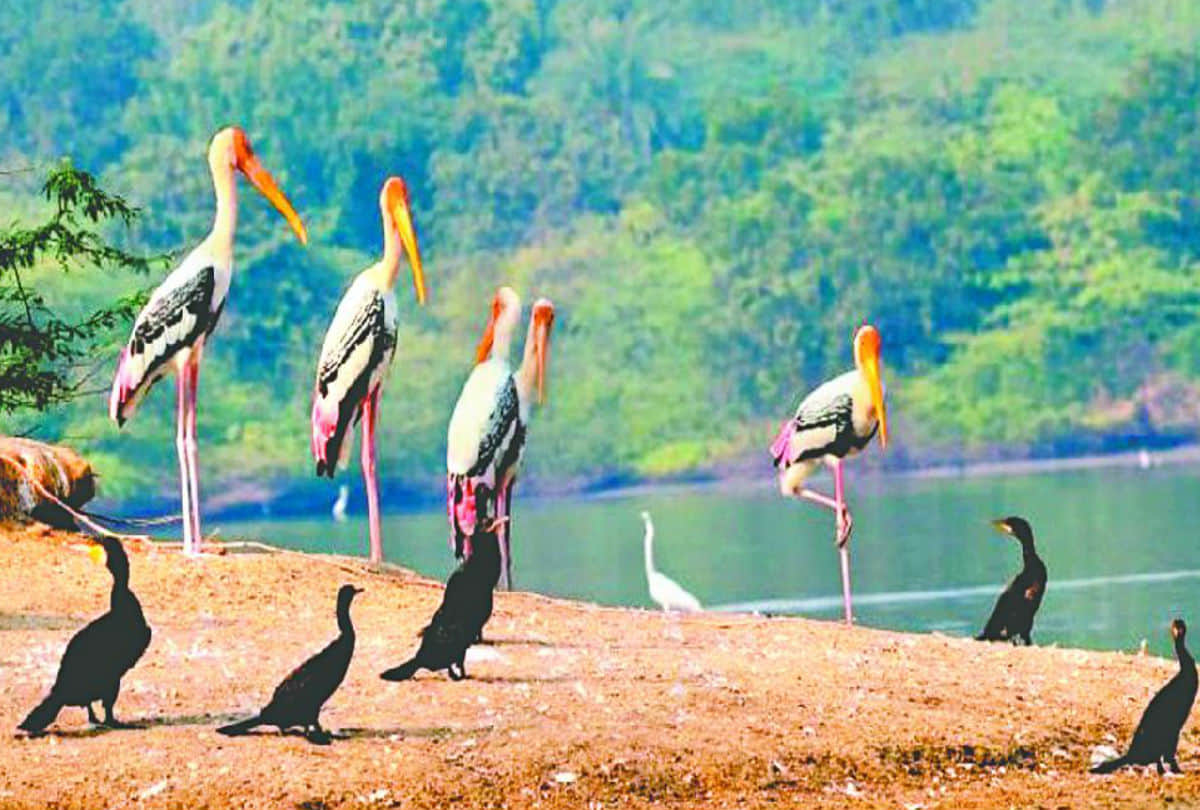 number of aquatic birds increased in Jodhpur Jhal of Mathura