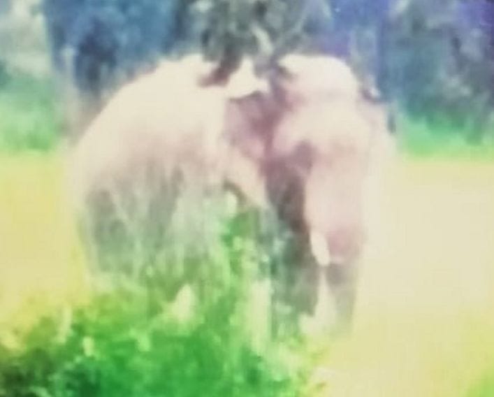 Elephant mowed sugarcane crop
