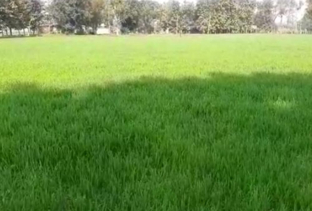 Elliptical masjid with two towers to be built in Ayodhya design ready