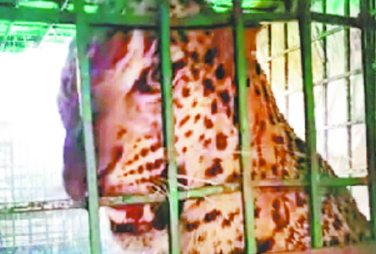 four people injured after leopard attack in bahraich