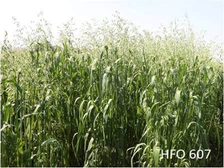 New variety of oats HFO 607 gets recognition at national level