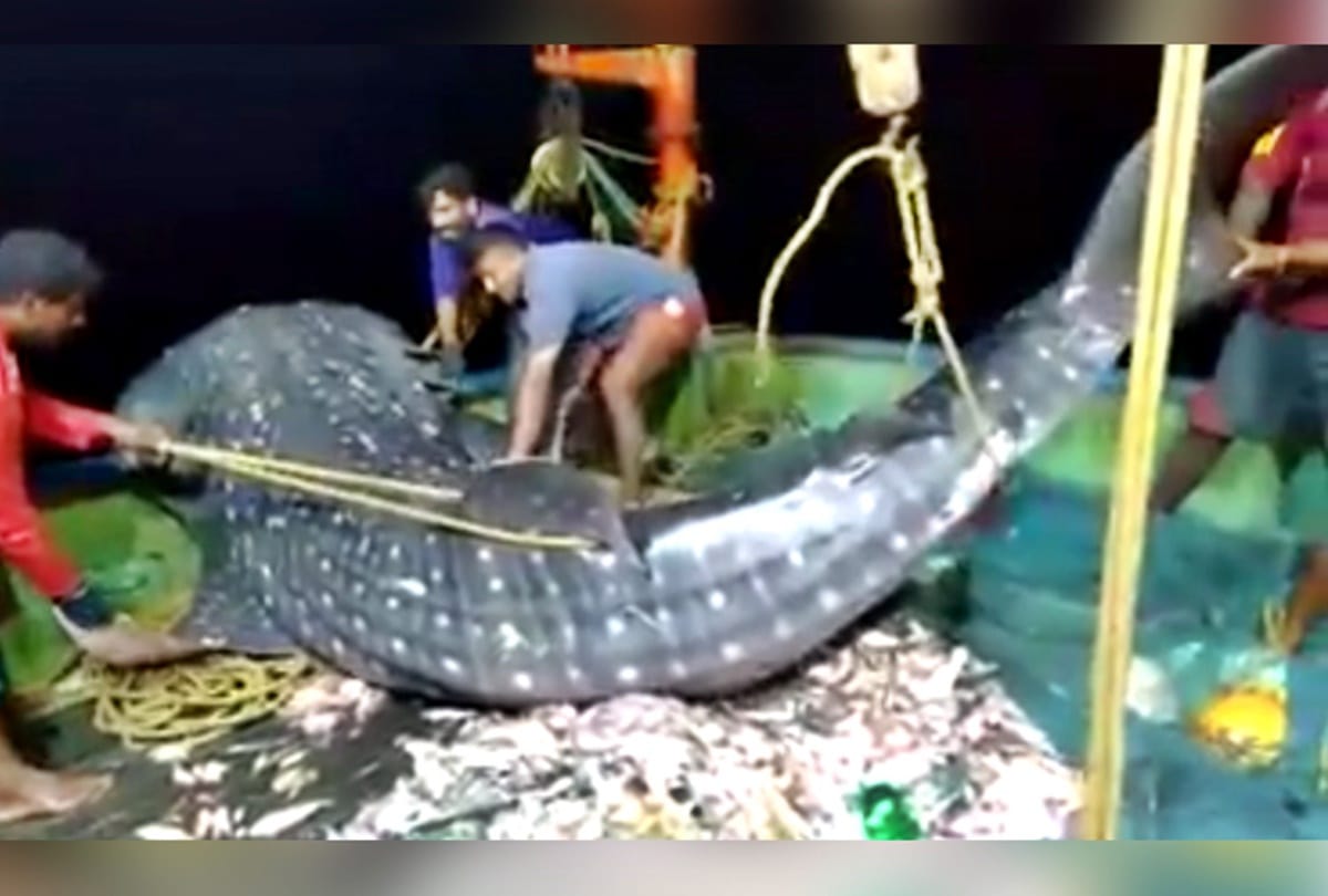 Rare shark caught in the net fishermen drop back into the sea