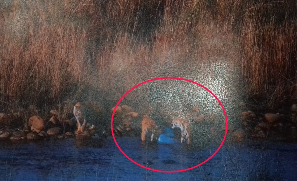 Tigers eating plastic on river banks in Corbett Tiger Reserve