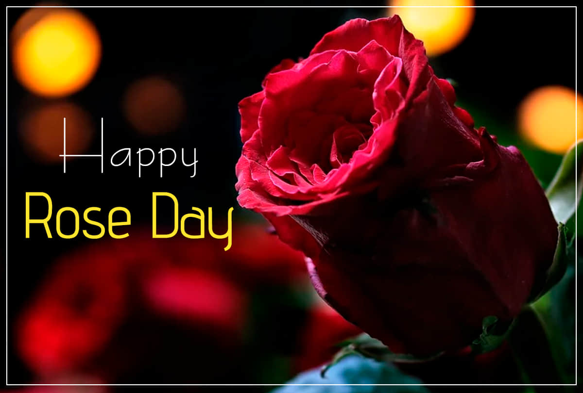 Happy Rose Day 2020: Wishes, Messages, Quotes, Images, WhatsApp & Facebook Status