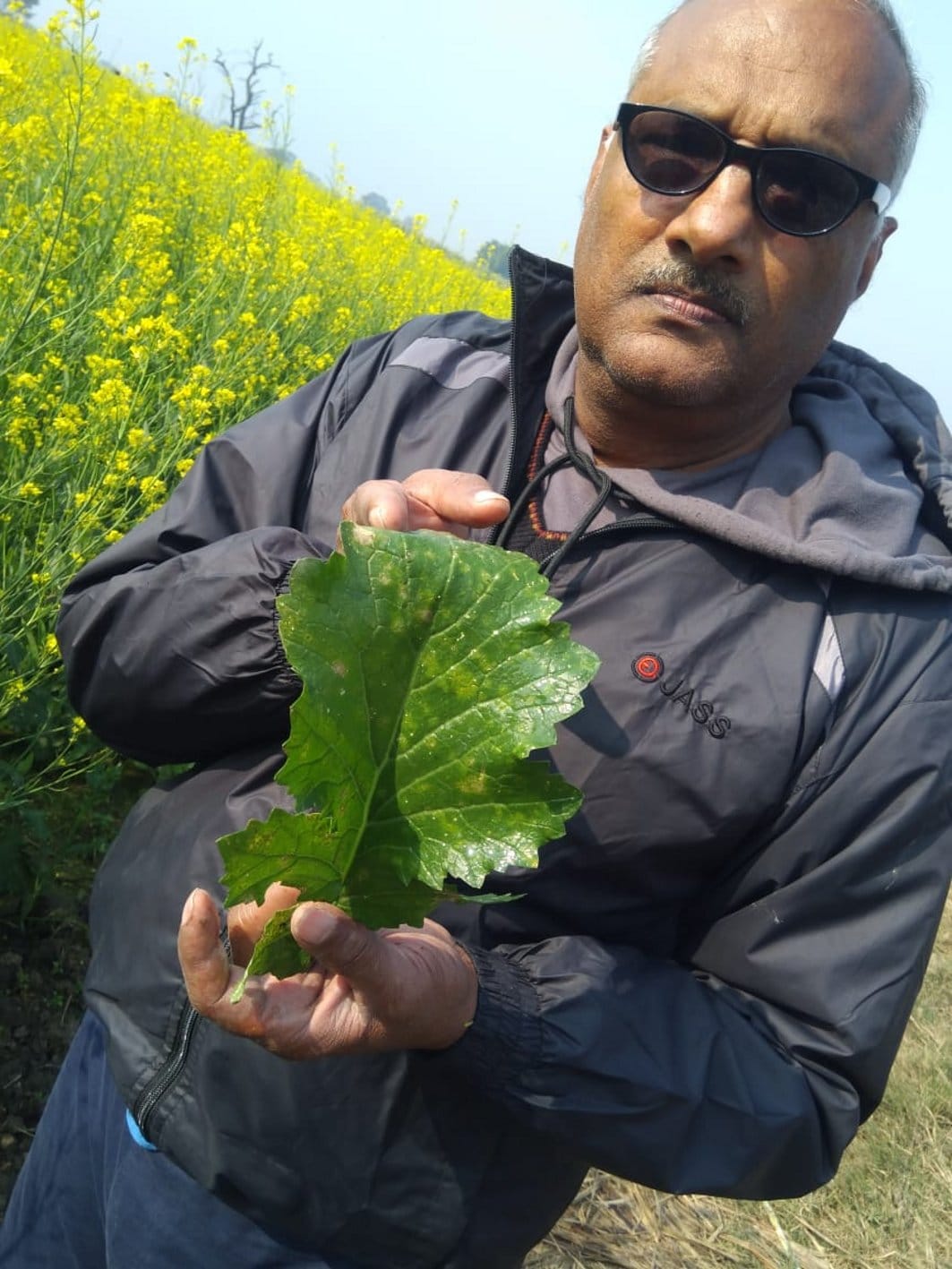 White rust threat on mustard crop
