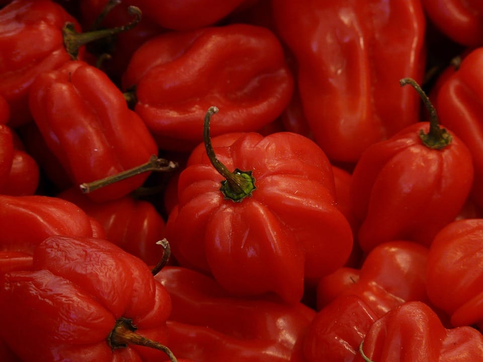 know interesting facts about capsicum discovered by Columbus