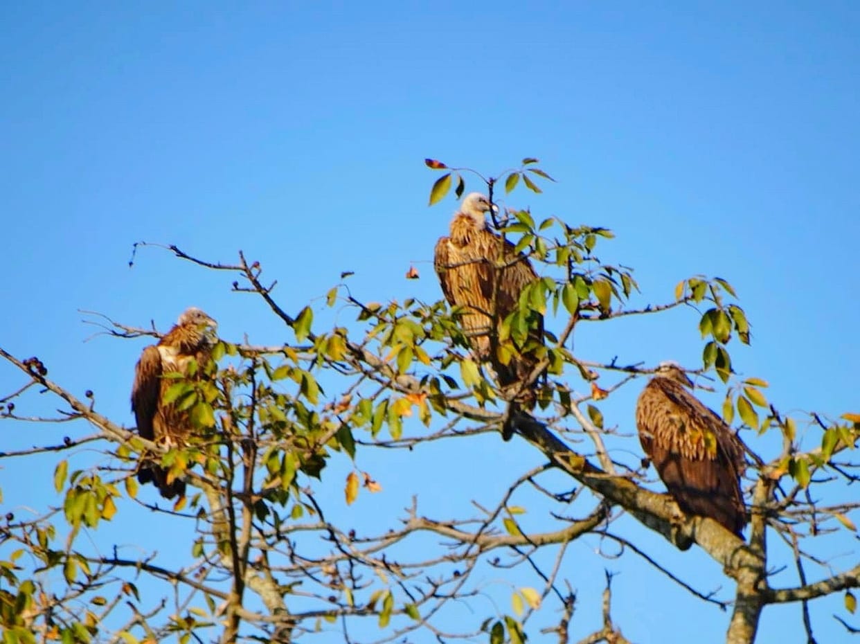 Vultures flocking along the Gerua River