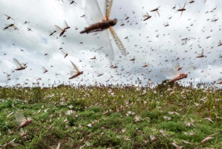Locust Sworm Attack in Haryana on Crops
