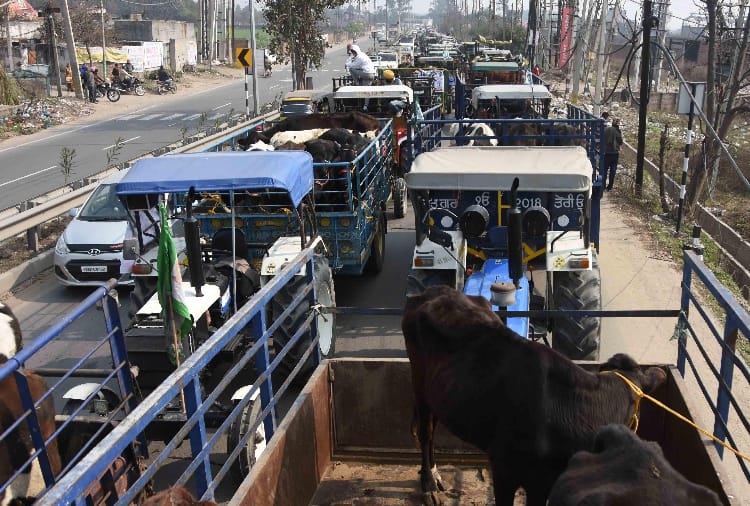Farmers reached Ludhiana city Carrying with Thousands animals