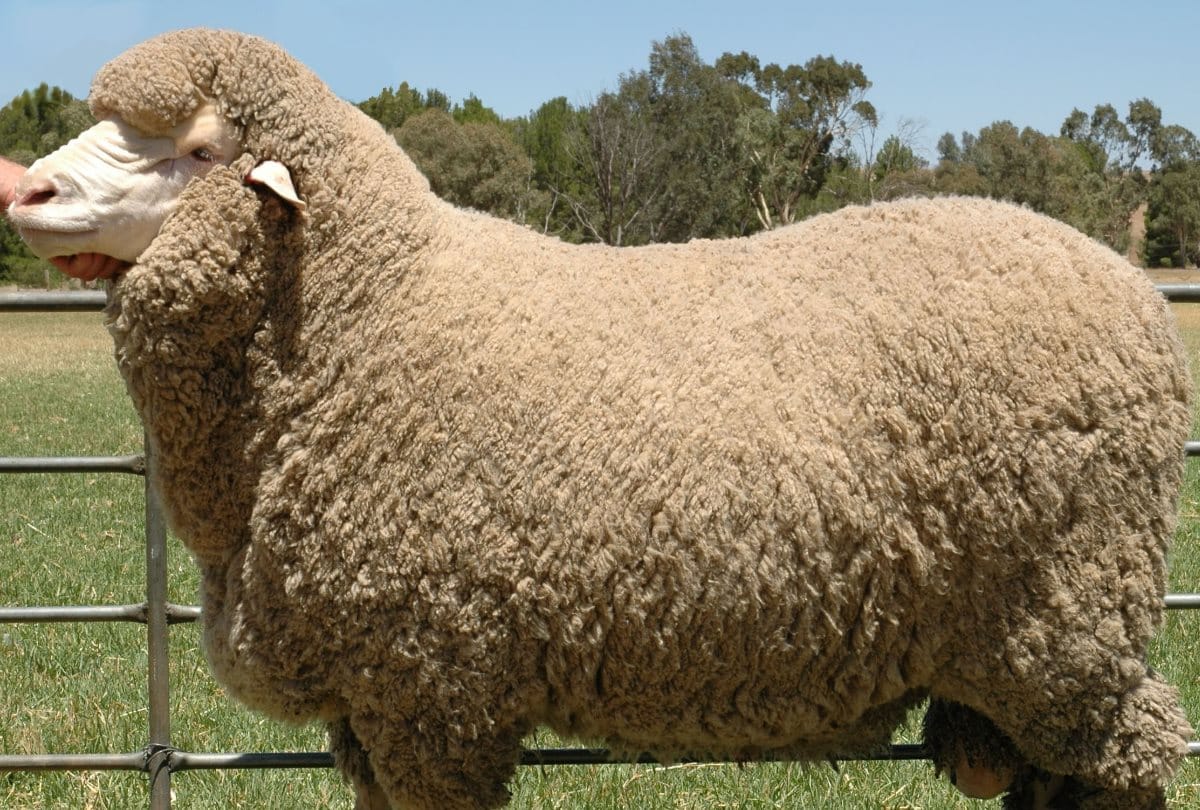 merino sheep breeds in australia imported to himachal pradesh