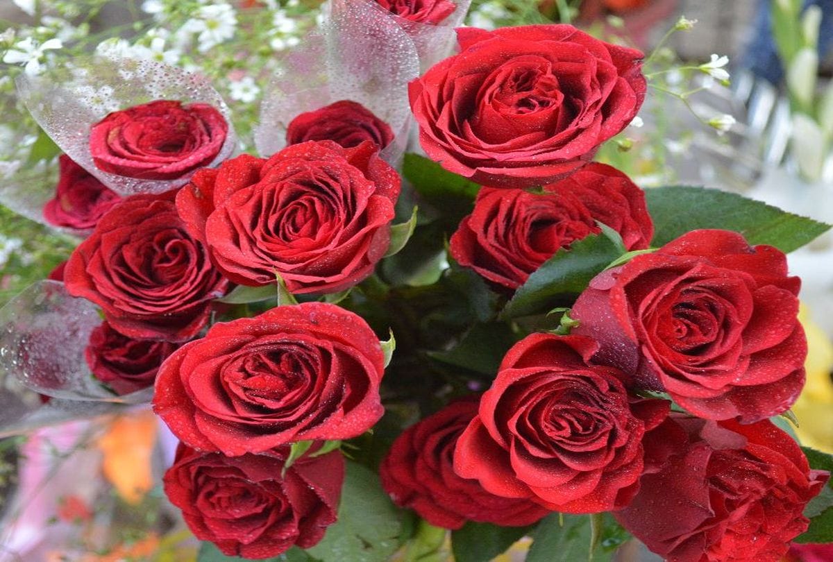 valentine week 2020 rose day celebrations in agra