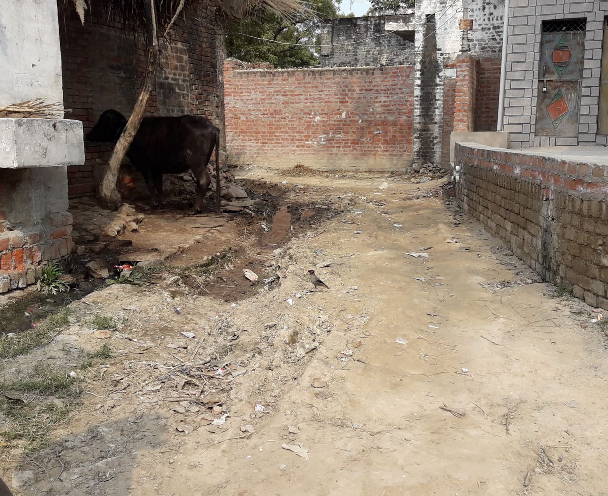 no devlopment in majra ismailpur