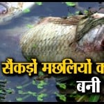 मछली