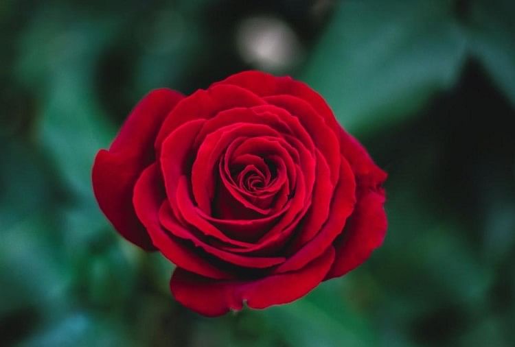 मोहब्बत की नगरी में रोज डे पर बिके 35 लाख के गुलाब, फूल बेचने वालों की हुई  चांदी - Rose Flowers Worth Rs 35 Lakh Sold On Rose Day In Agra -