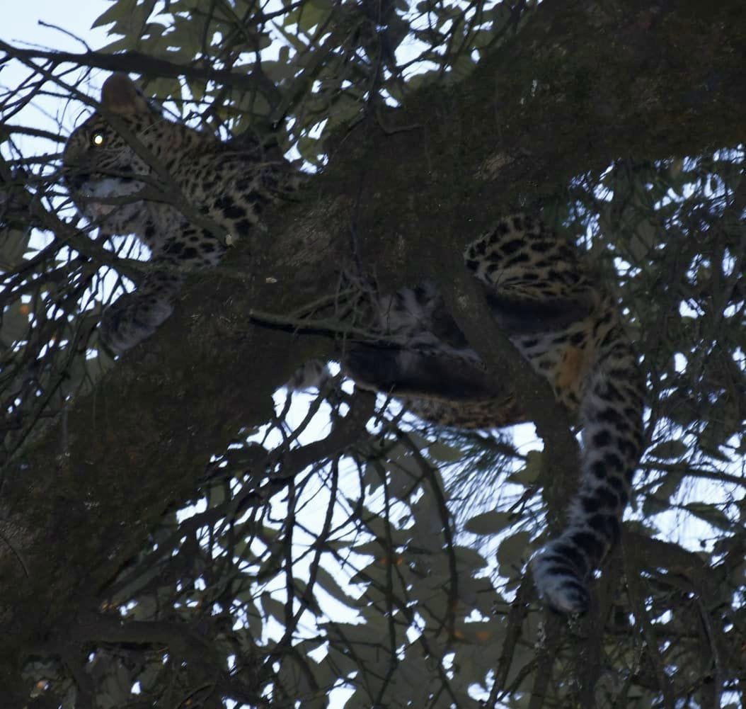 female leopard climbing on tree